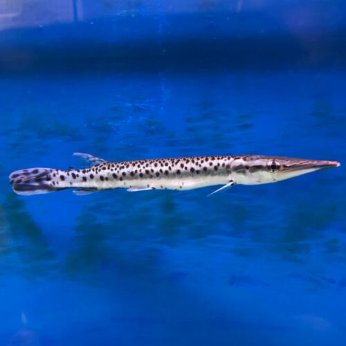 Boulengerella maculata