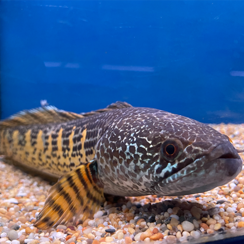 Channa Aurantimaculata