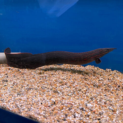 Mastocembelus Erythrotaenia Fire Eel