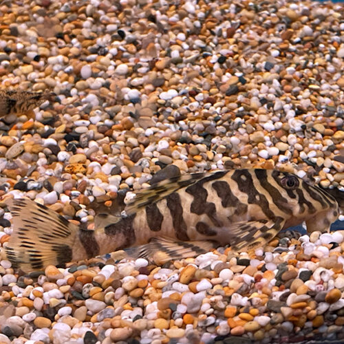 Peckoltia Compta L134