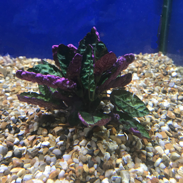 Hemis Colorata Hemiographis Colorata - Wholesale Tropicals