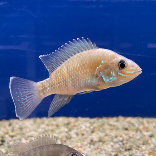 Andinoacara Stalsbergi