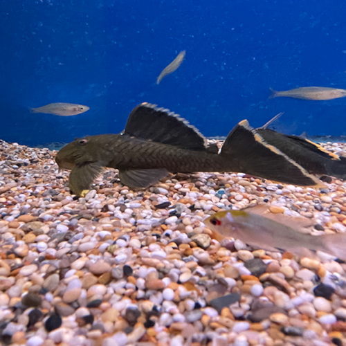 Baryancistrus Chrysolomus L47