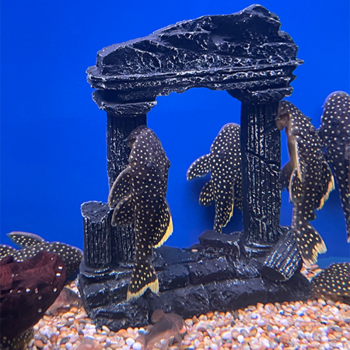 Baryancistrus Xanthellus L18