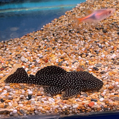 Baryancistrus Xanthellus L81