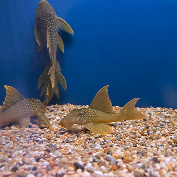 Hemiancistrus-Demantoides Hi-Fin L200