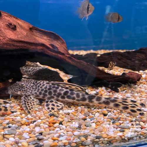Hemiancistrus Sabaji