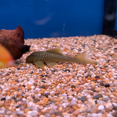 Hemiancistrus Subviridis L200