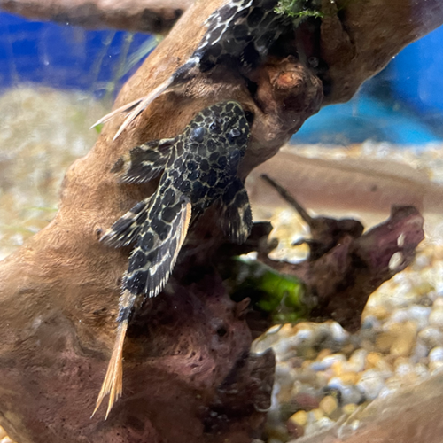 Pseudacanthicus cf. Leopardus L114