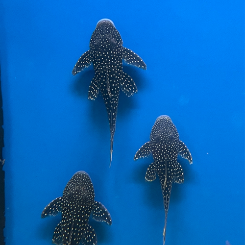Pseudancistrus Asurini L67