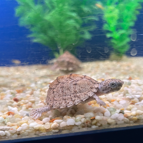 Razor Backed Musk Turtle