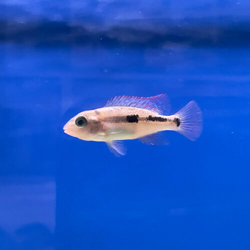 Rheoheros Coeruleus