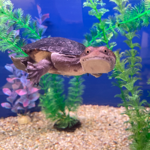 Snakeneck Turtle