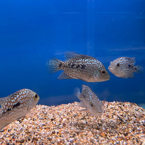 Texas cichlid
