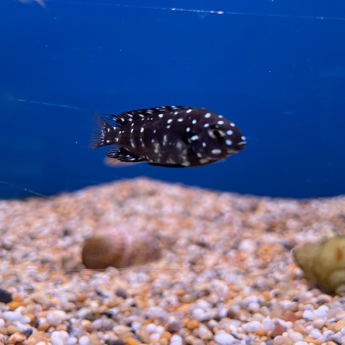 Tropheus Duboisi Maswa