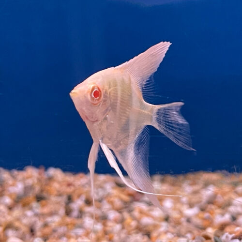 Albino Diamond Angelfish