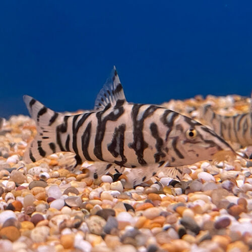 Botia Lohachata