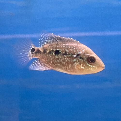 Flowerhorn cichlid