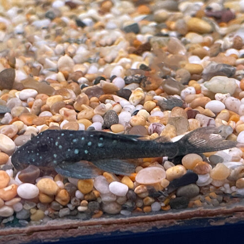 Hemiancisrus Sp. L128
