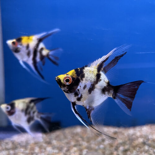 Koi Angel