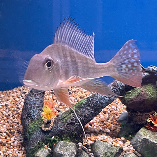 Leporacanthicus Galaxias