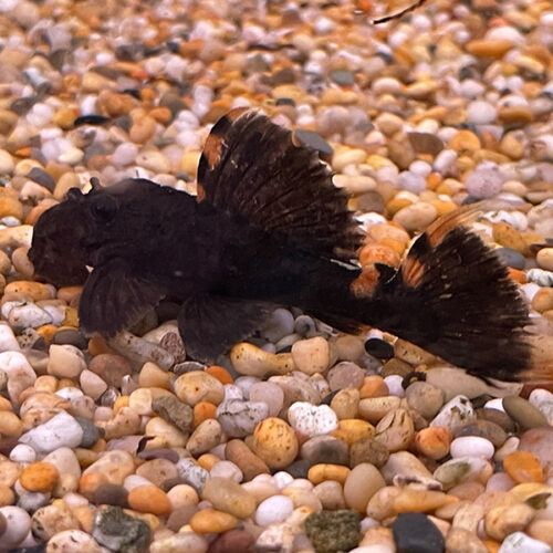 Leporacanthicus Triactis L091