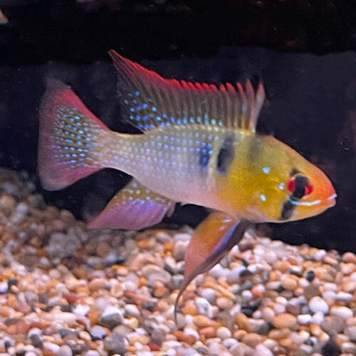 Ramerizi