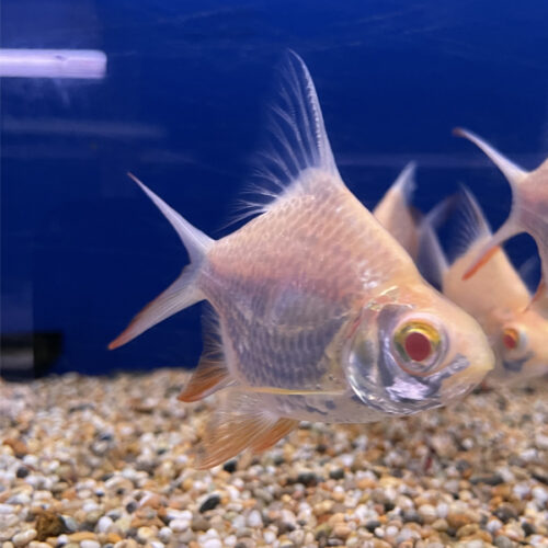 Short Body Tinfoil Barb