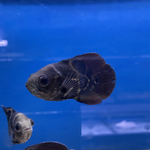 Tiger Oscar