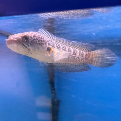 Channa-Aurantimaculata - Small