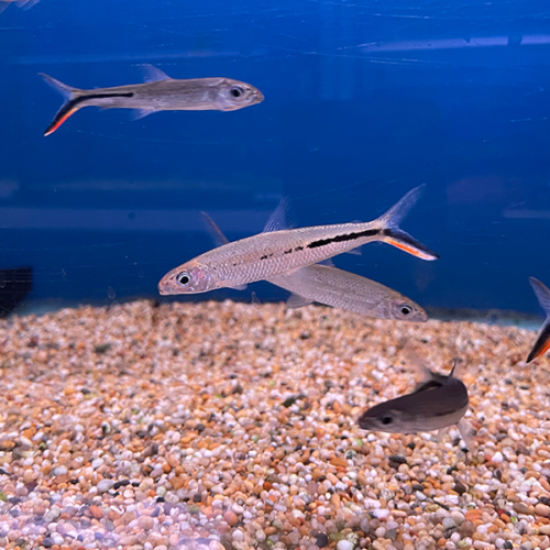 Hemiodus Gracilis