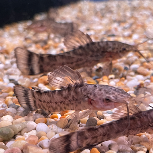 Hoplosternum Thorocatum