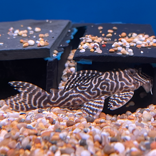 Hypancistrus Species L333
