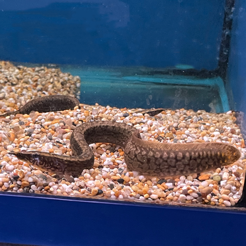 Mastacembelus Liberiensis