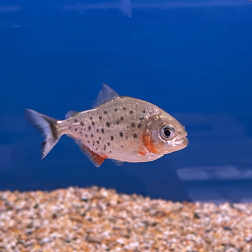 Piranha