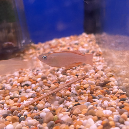 Procatopus Sp.Davidii Yabassi