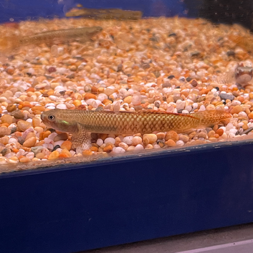 Stiphodon Rutilaureus
