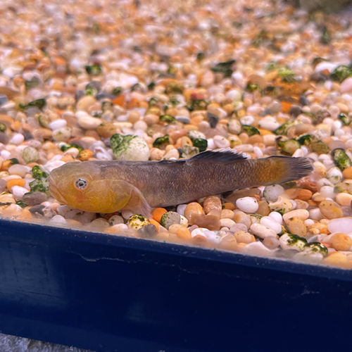 Chlamydogobius Ereminus
