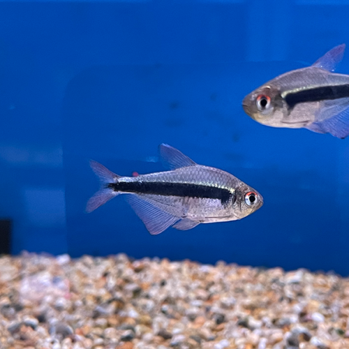 Hyphessobrycon Nigricinctus
