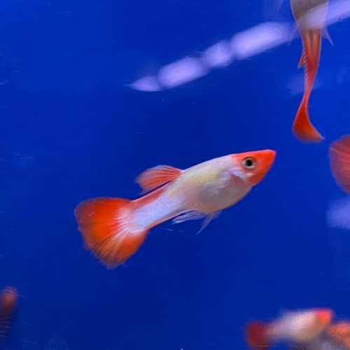 Koi Guppy