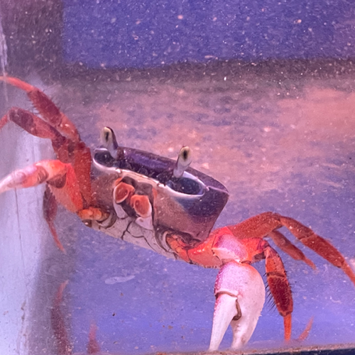 Rainbow Crab