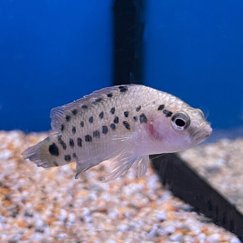 Badis Assamensis