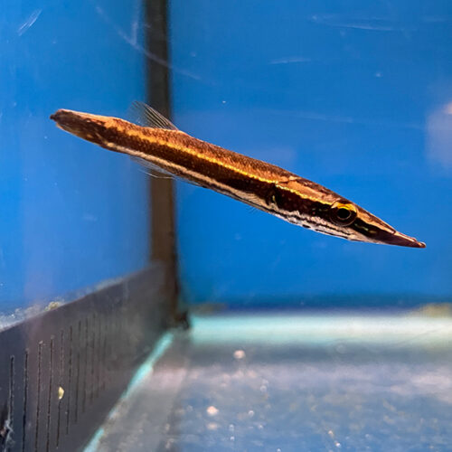 Luciocephalus Aura