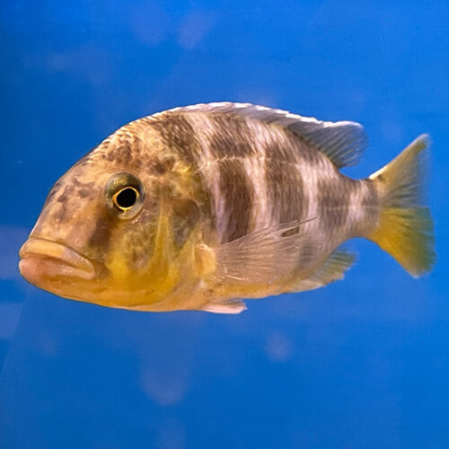 Nimbochromis Venustus