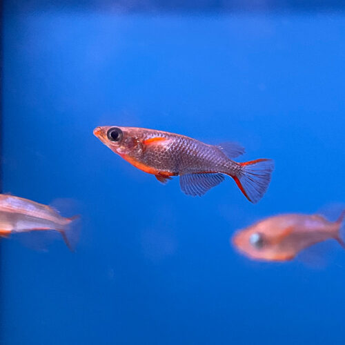 Oryzias Woworae