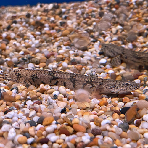Polypterus Endlicheri
