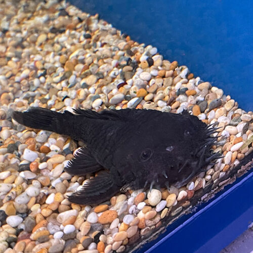 Ancistrus Ranunculus L034