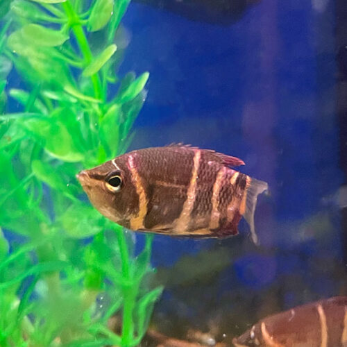 Chocolate Gourami