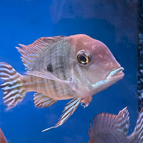 Geophagus Tapajos Red Head