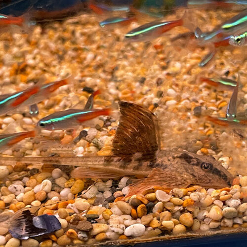 Loricara Sp Rio Atabapo